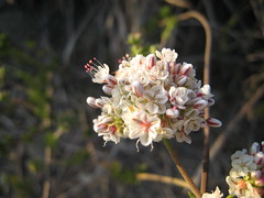 California buckwheat