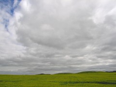canola field {storm coming}