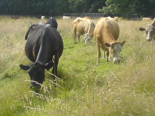 Cattle still grazing