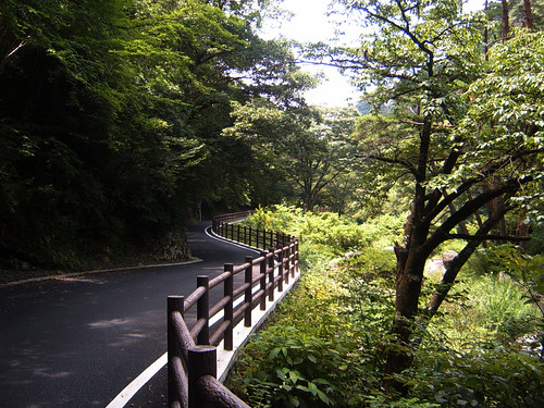 Yamanashi Forest