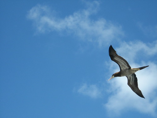 Sea bird gliding in ferry's wake between British Virgin Islands and US Virgin Islands