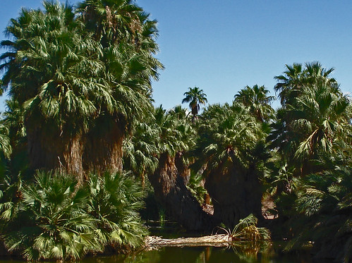 hairy palms.jpg