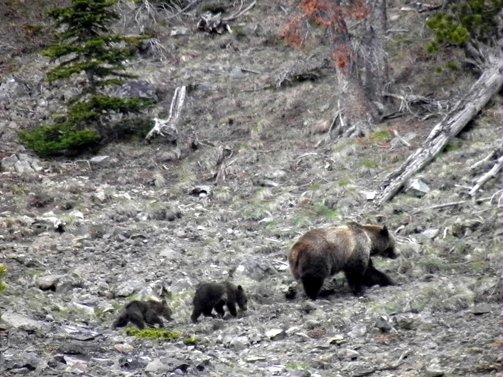 Grizzly Family Walks