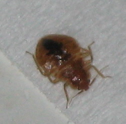 Adolescent bed bug