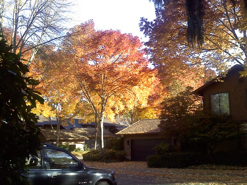 Fall Color in Stendall Place