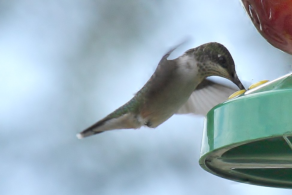 Ruby-throated hummingbird (3)