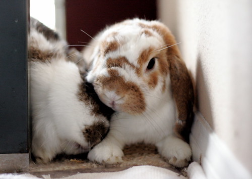 bunnies in love. unny love makes my world…