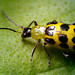 Spotted Cucumber Beetle - (Diabrotica undecimpunctata)