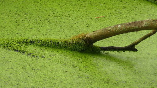 Swamp near Griendstveen, The Netherlands