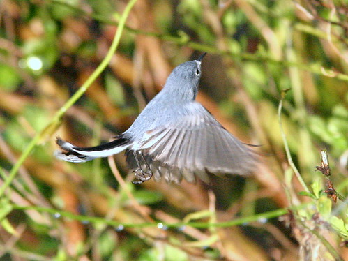 Blue-gray Gnatcatcher Hovering 20090105