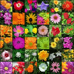 Garden of Flowers Mosaic