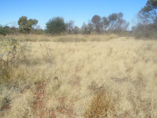 Spinifex (3)