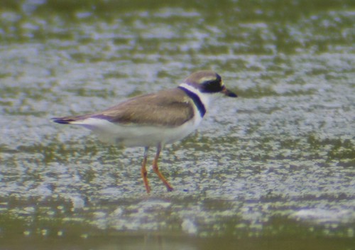 semipalmated plover3