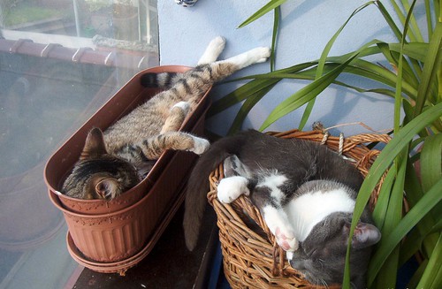 this is not what window baskets are for!