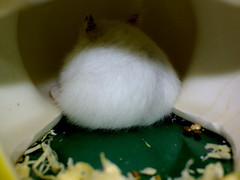 2007-Sep-20_baby_hamsters-new_home-13