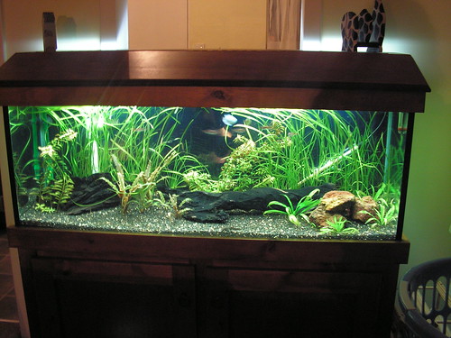 tropical fishes for aquarium. Images TROPICAL FISH TANK.