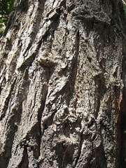 Cottonwood bark