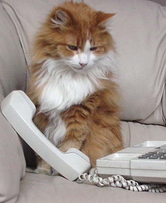 Tucker the Telephone Cat