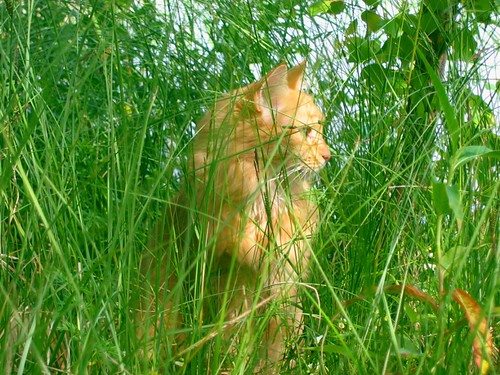 Lurking in the grass