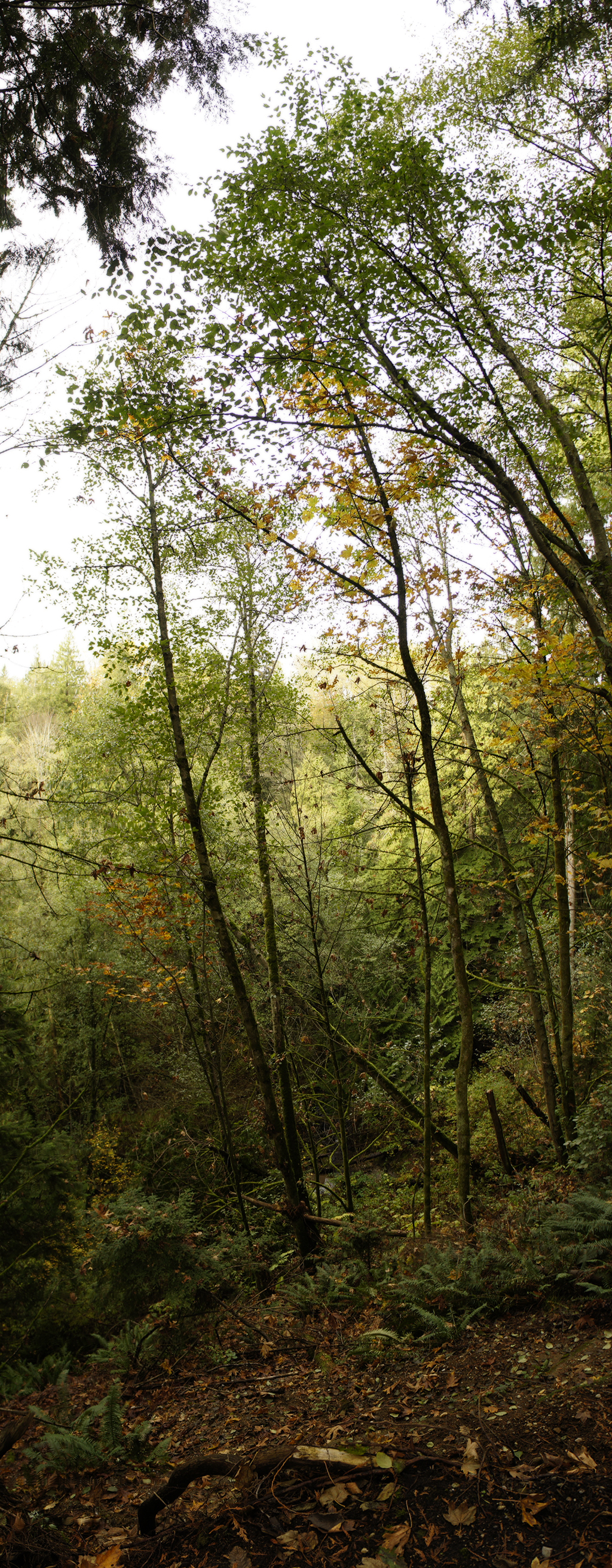 Autumn_Forests_014