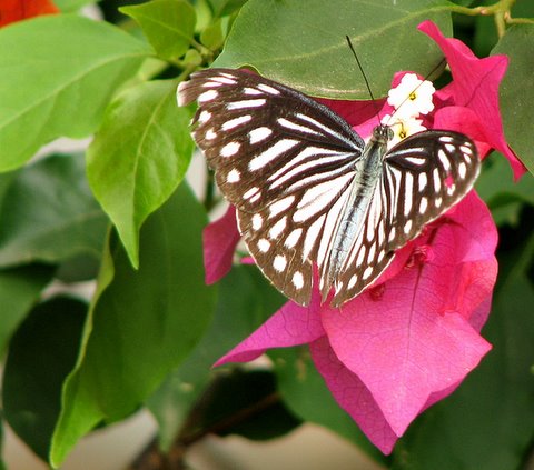 Butterfly on Bougainvillea070707 PfA shelter Kengeri