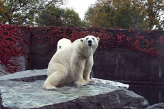 Eisbären / Polar bear