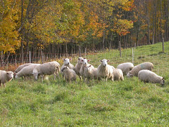Fall sheep grazing in Vermont
