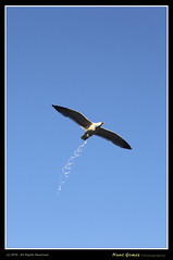 Algarve - Gaivotas - Seagulls-005 [Bombs Away!!! :-)]