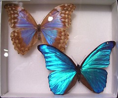 morpho butterflies