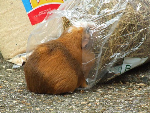 guinea pig stealing timothy hay