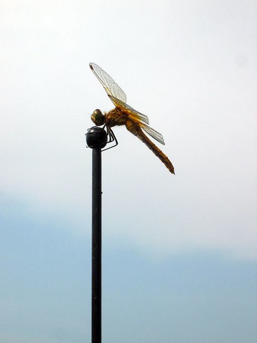 aerial dragonfly __1