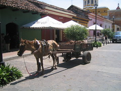 Nicaragua - Granada - Horse Cart