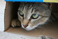 twigi in a box - by miss pupik