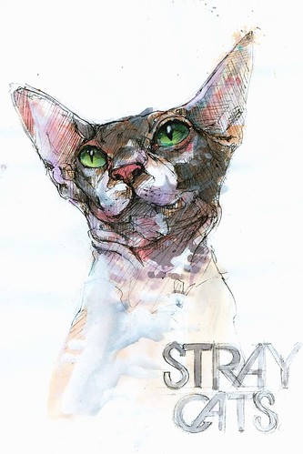 stray cats