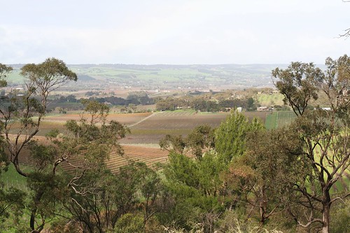 View of McLaren Vale from d'Arenberg Winery