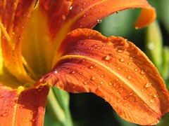 Day Lily With Sunny Drops par audreyjm529