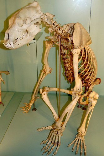 skeleton bear