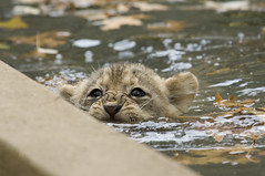 National Zoo's Lion Cubs Take a Swim Test