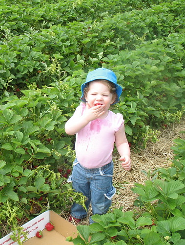Picking Strawberries 6