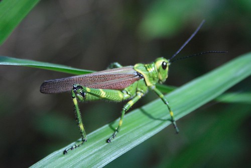 Green Cricket - Grasshopper
