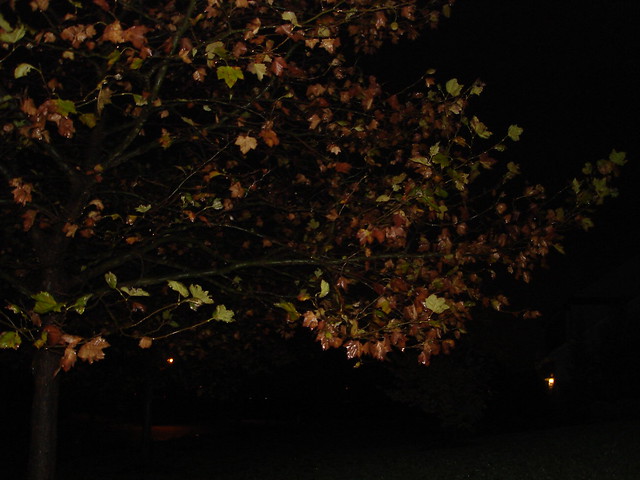 Fall Leaves in the Night