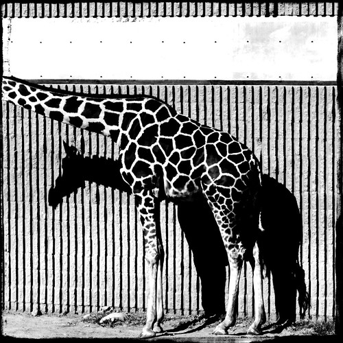 Urban Giraffe II