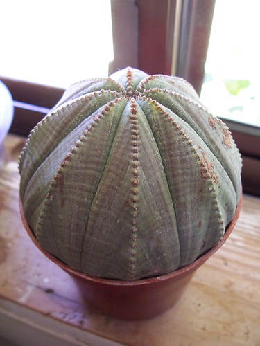 Euphorbia obsesa - photo courtesy Flickr user sqecial