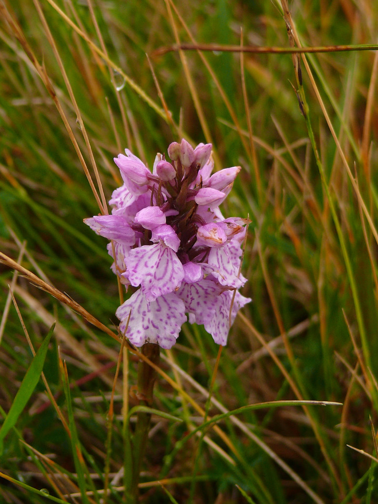 Marsh Spotted Orchid