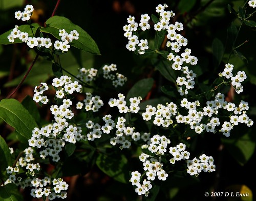 Flowering Spurge (Euhorbia corollata)