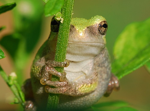  フリー画像| 両生類| 蛙/カエル| 緑色/グリーン|        フリー素材| 