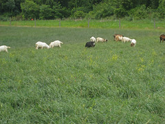 goats grazing orchardgrass in 2007 test