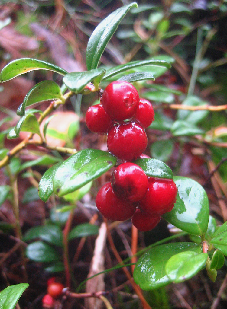 Lingonberry