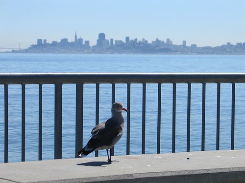 Seagull in front of San Francisco
