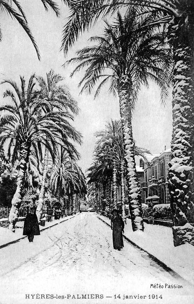 palmiers de Hyères sous la neige le 14 janvier 1914